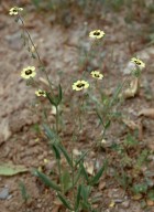 Tuberaria guttata