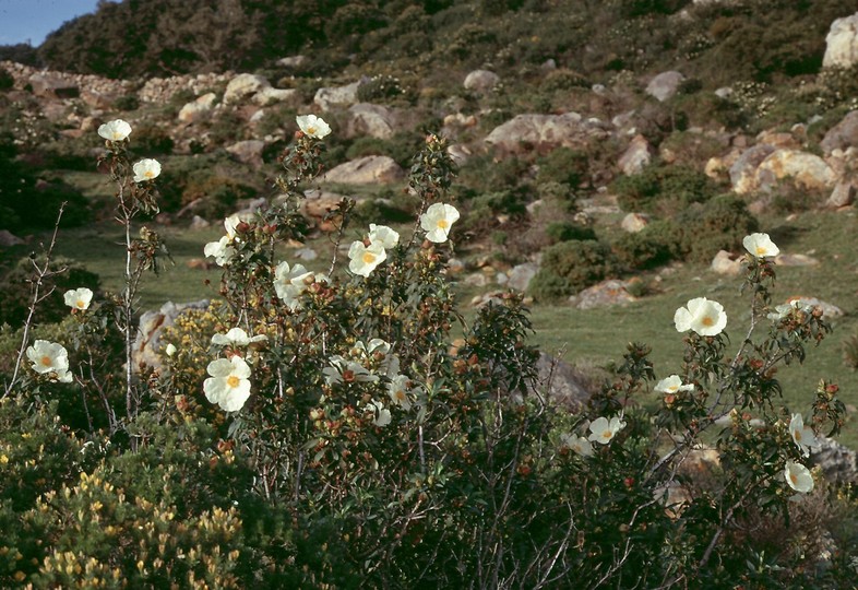 Cistus ladanifer