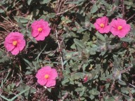 Cistus crispus