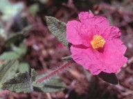 Cistus crispus