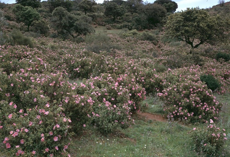 Cistus albidus