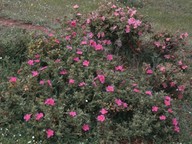 Cistus albidus