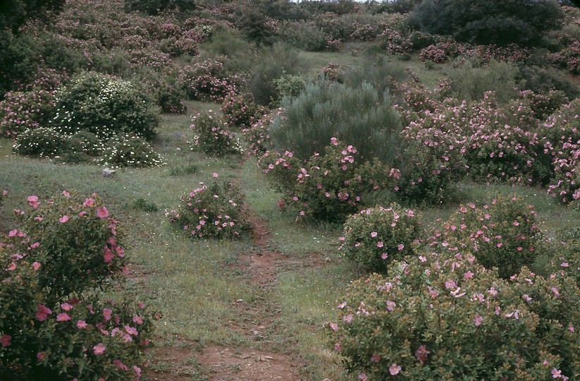 Cistus albidus