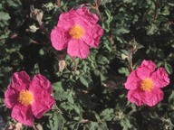 Cistus creticus