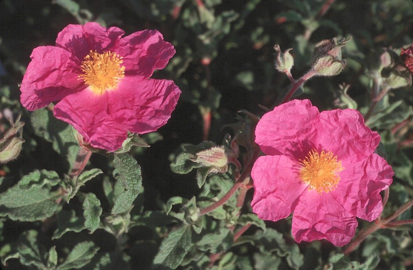 Cistus creticus