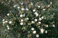 Cistus monspeliensis