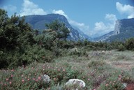 Cistus creticus