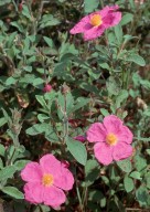 Cistus creticus