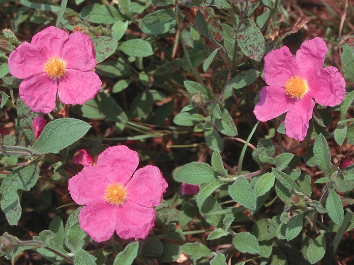 Cistus creticus