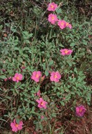 Cistus creticus