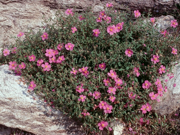 Cistus creticus