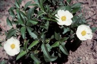 Cistus laurifolius