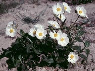 Cistus laurifolius