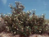 Cistus laurifolius