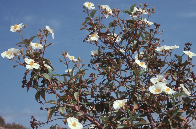 Cistus laurifolius