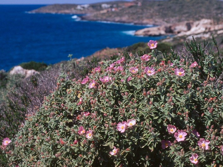 Cistus parviflorus