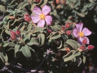 Cistus parviflorus