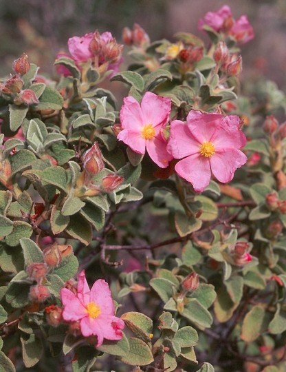 Cistus parviflorus