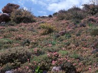 Cistus parviflorus