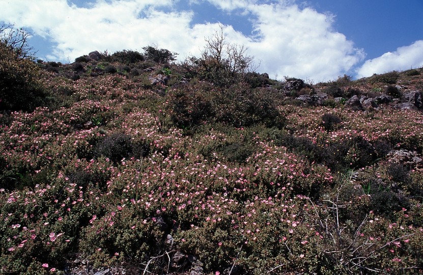 Cistus parviflorus