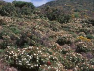 Cistus salviifolius