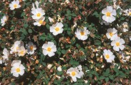 Cistus salviifolius