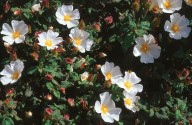 Cistus salviifolius