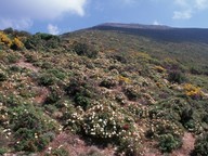 Cistus salviifolius