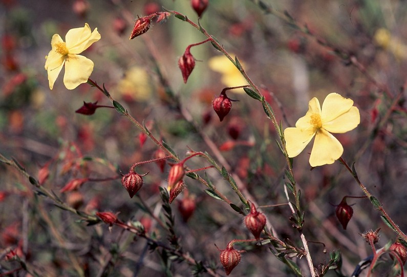 Fumana arabica