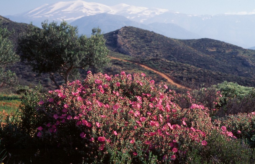 Cistus parviflorus