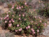 Cistus parviflorus