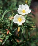 Cistus monspeliensis