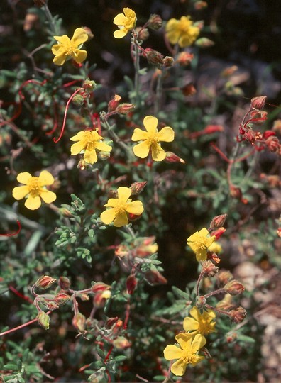 Fumana thymifolia