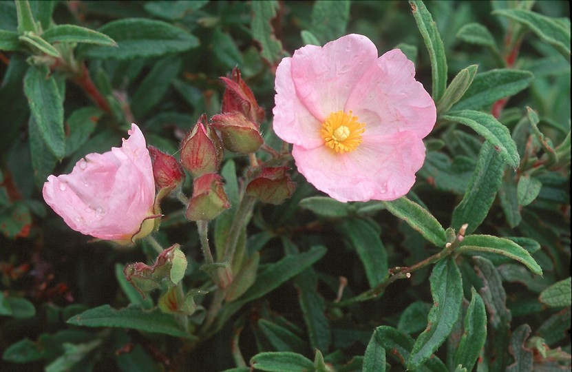 Cistus monspeliensis x parviflorus