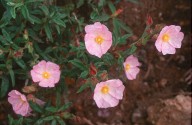 Cistus monspeliensis x parviflorus