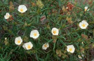 Cistus monspeliensis