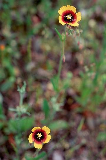 Tuberaria guttata