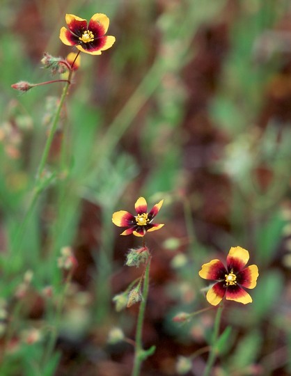 Tuberaria guttata