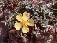 Helianthemum obtusifolium