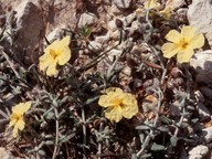 Helianthemum obtusifolium