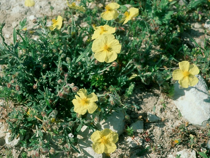 Helianthemum obtusifolium