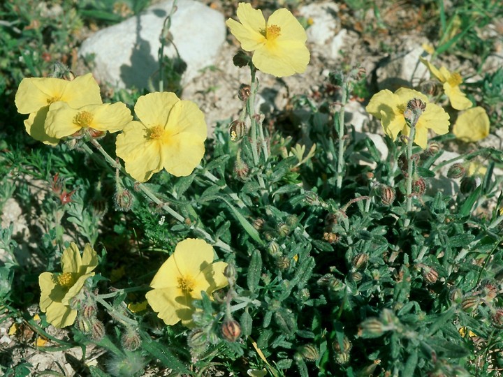 Helianthemum obtusifolium