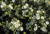 Cistus monspeliensis