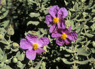 Cistus albidus