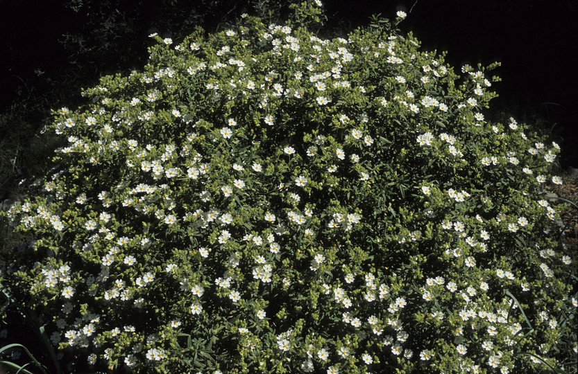 Cistus monspeliensis