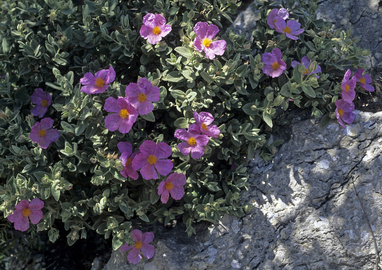 Cistus albidus