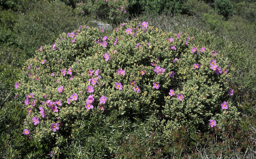 Cistus albidus