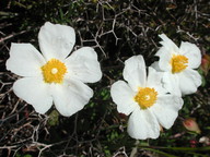 Cistus salviifolius