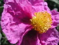 Cistus creticus