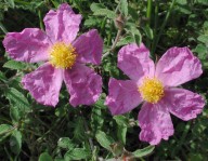 Cistus creticus